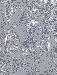 spearOdin.gif